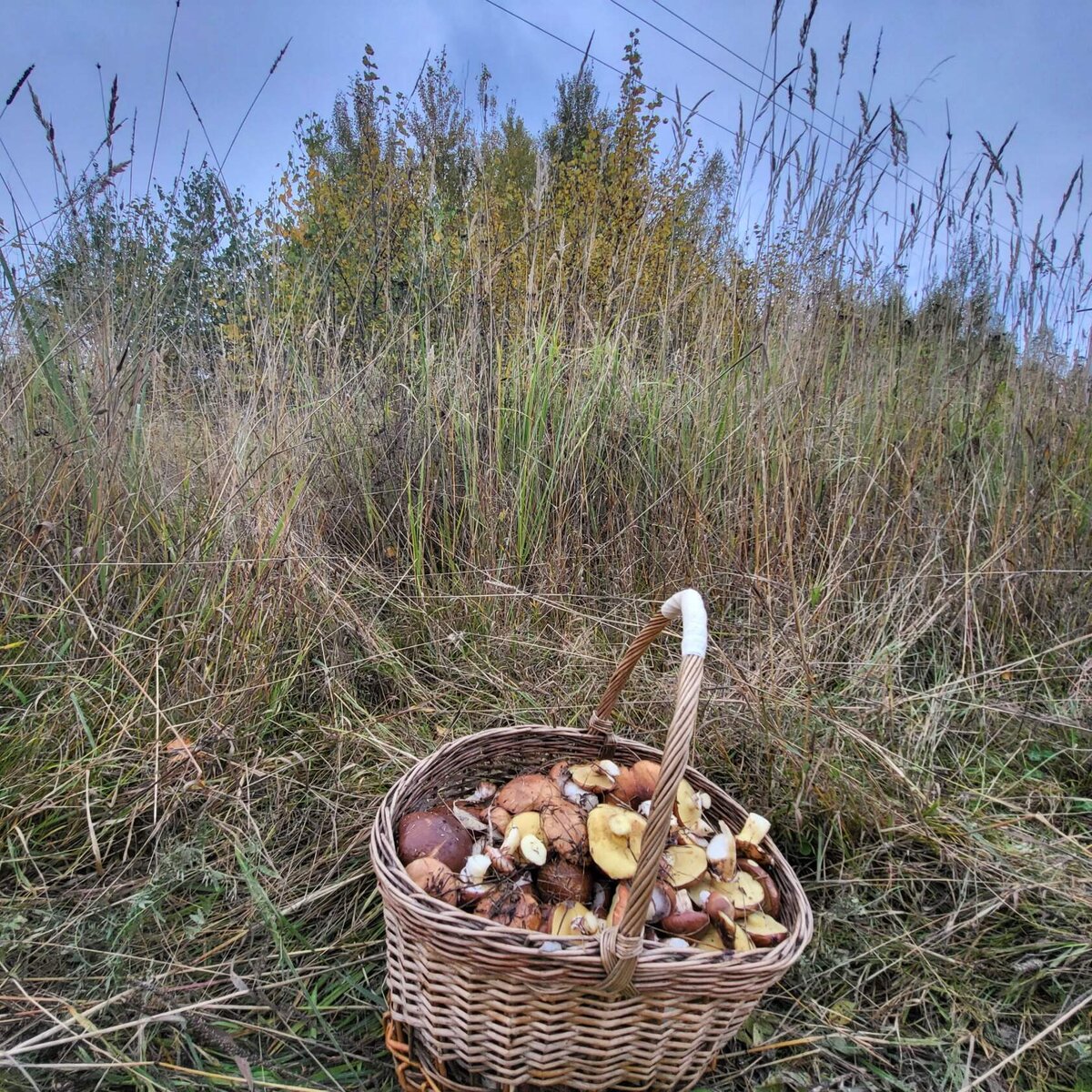 Не упущенная корзина с маслятами. Фото не Ваше.