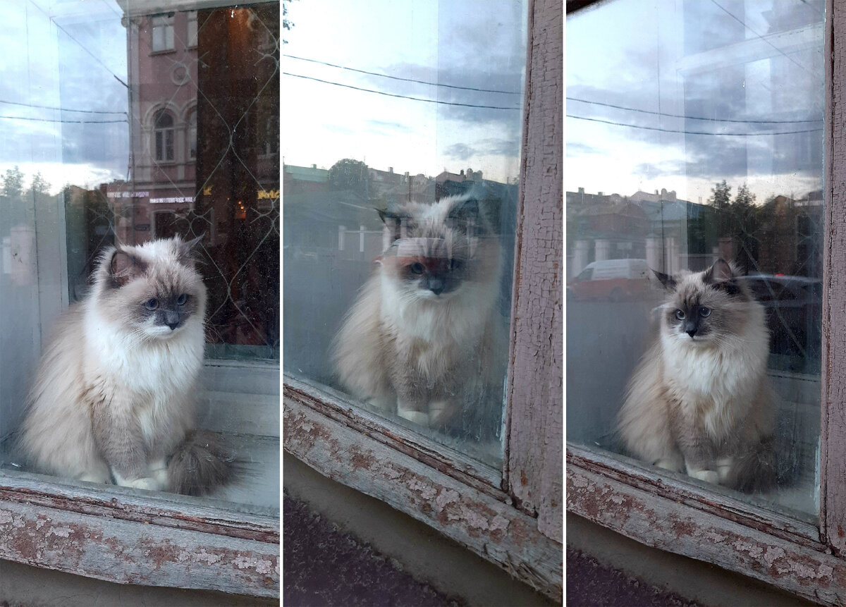Чудо - котик в стареньком окне