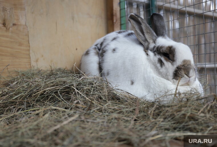    В семействе Льва Валентиновича пополнение