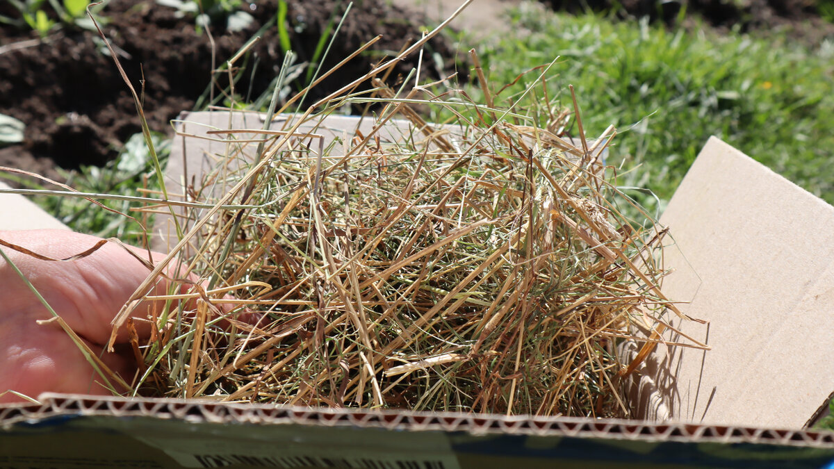 Сена инструкция. Трава сено. Сенная палочка на сене. Засохшая трава. Сенная палочка на сене фото.