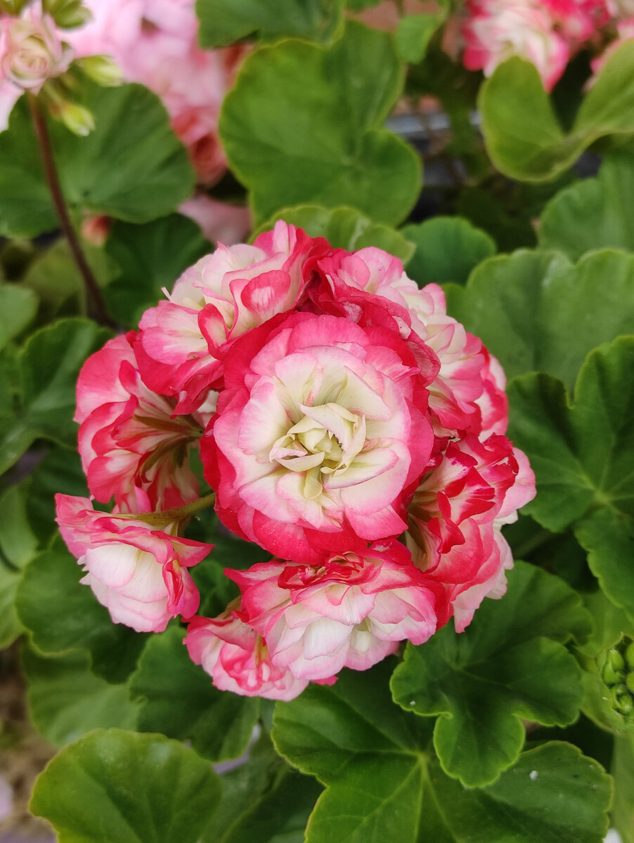 Appleblossom Rosebud. 