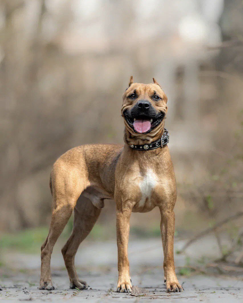 У Джонни Голливудская улыбка 