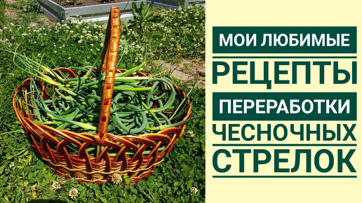 ПРОСТЫЕ РЕЦЕПТ ЗАГОТОВОК ИЗ ЧЕСНОЧНЫХ СТРЕЛОК 🌱 БЕЗ ВАРКИ ❌