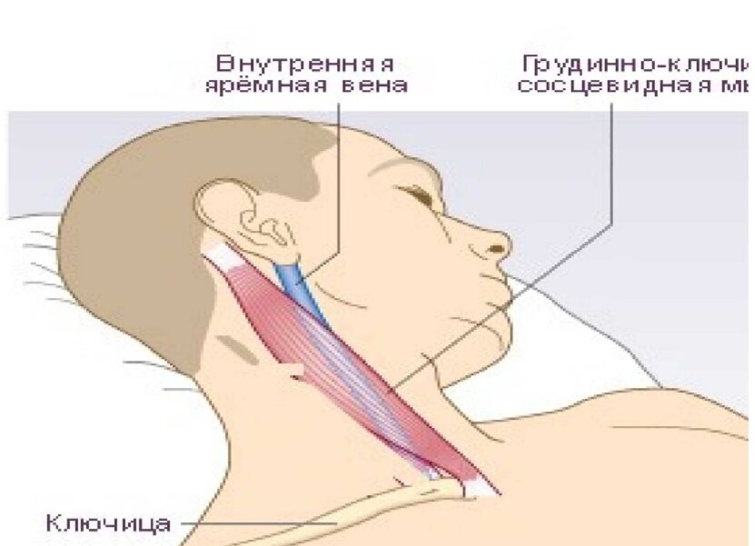 Яремная вена на шее где находятся