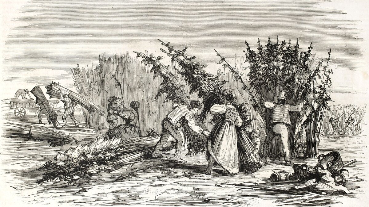 История коноплеводства в России