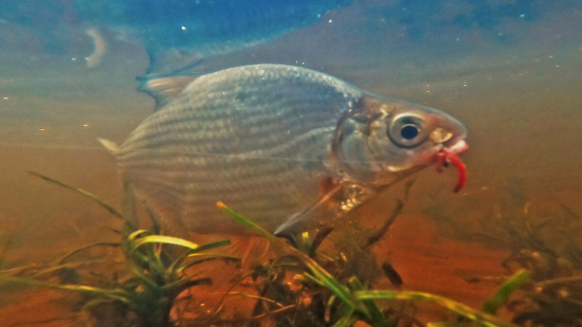 Поклевка Подлещика на пучок мотыля