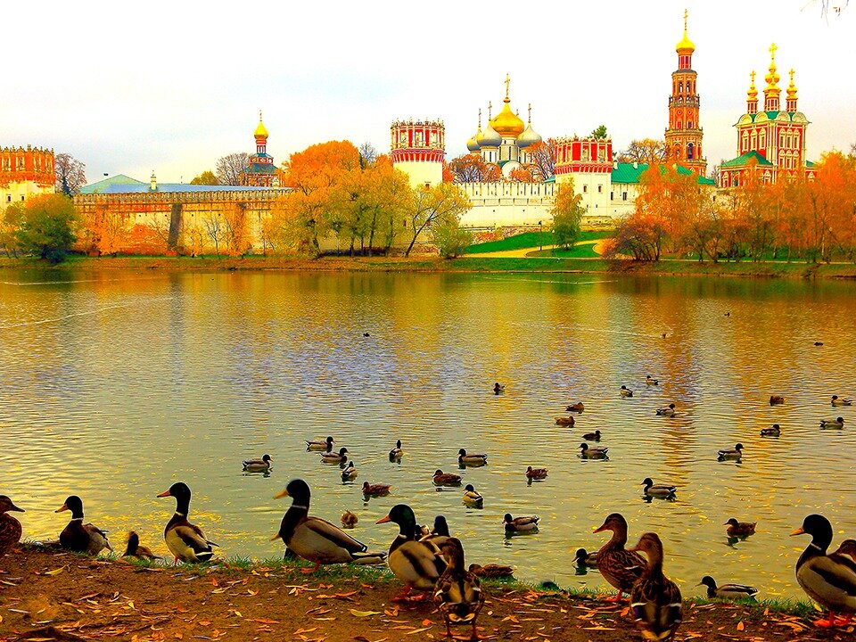 Москва: утки. Фото из Яндекс картинки