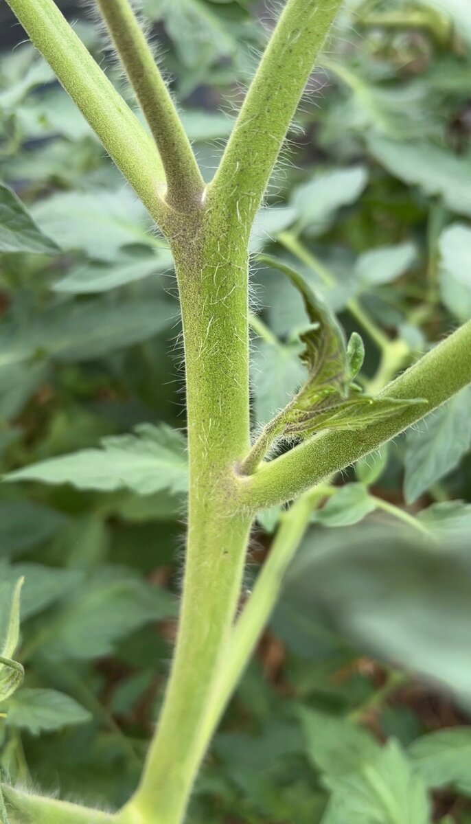 Кто же это притаился на ветке?