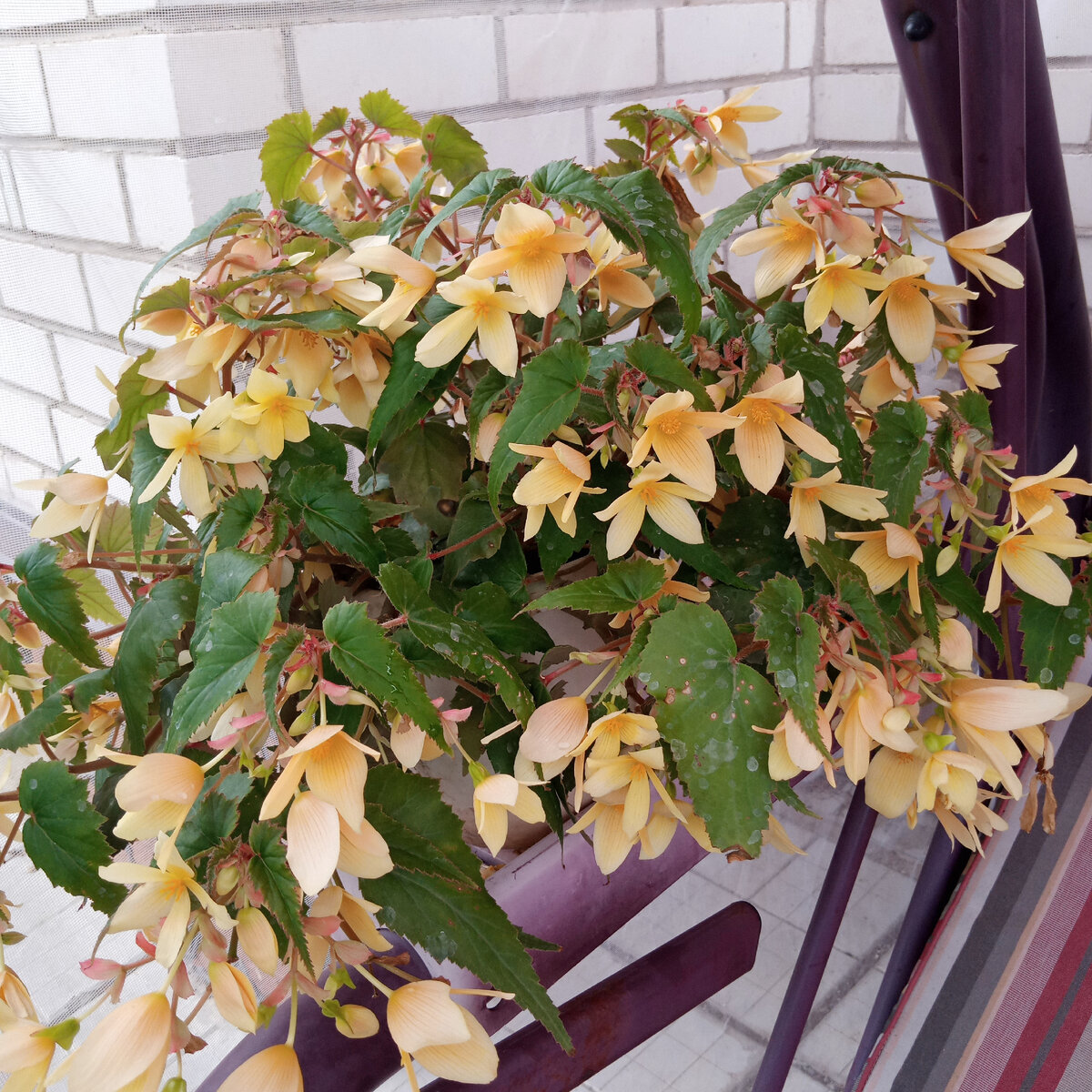 Бегония бразильская, люблю за пышное цветение. 