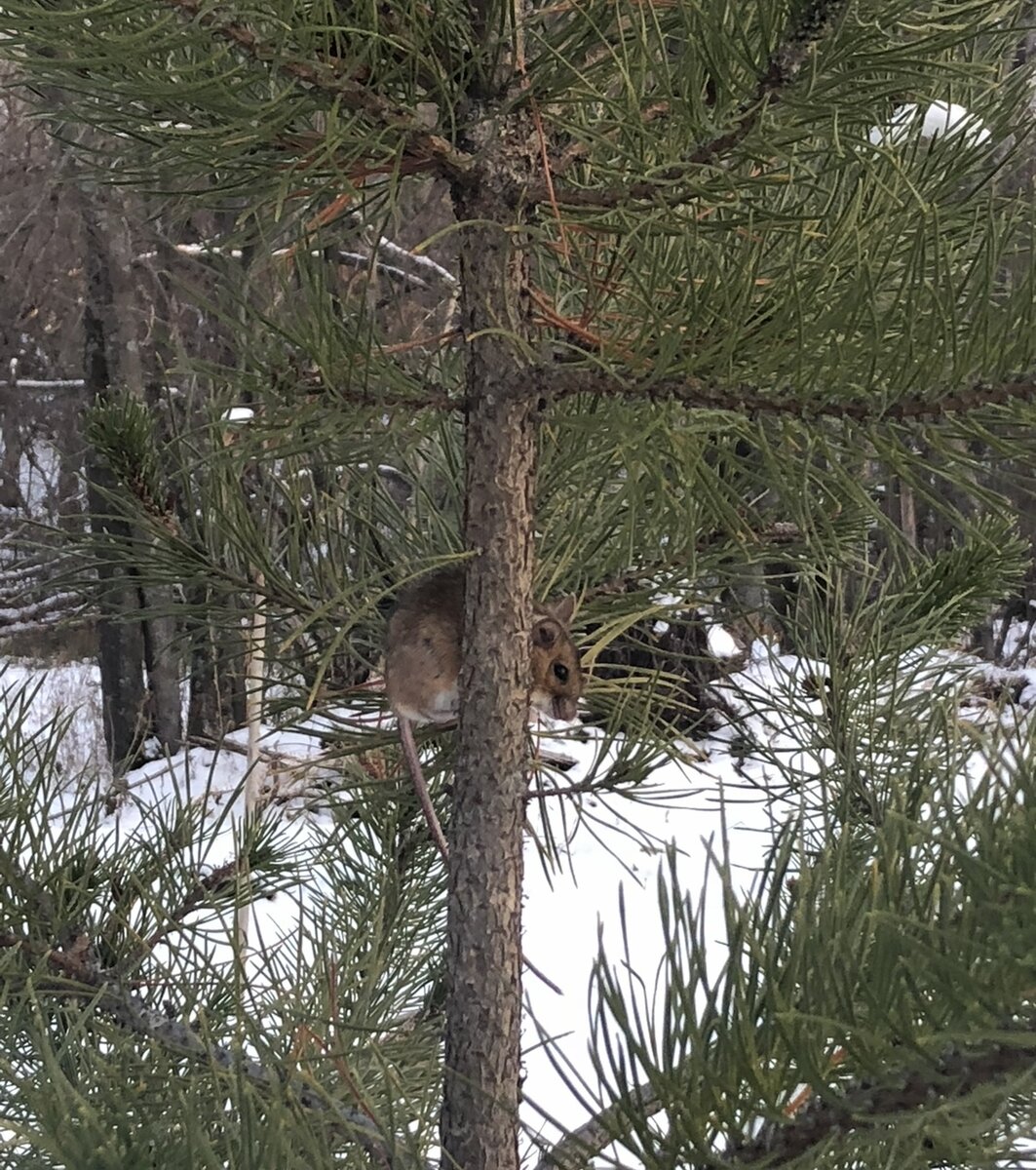 Улов Бориски