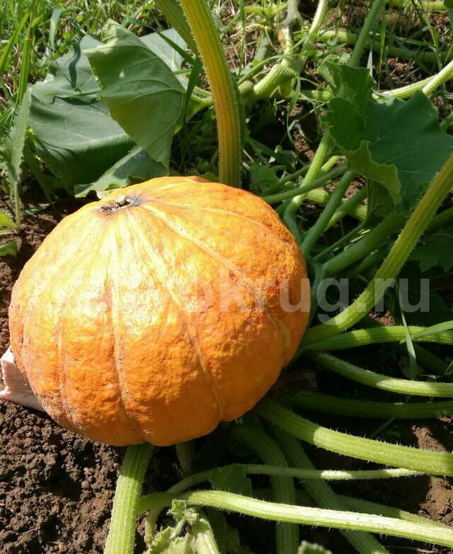 Готовим из домашней тыквы