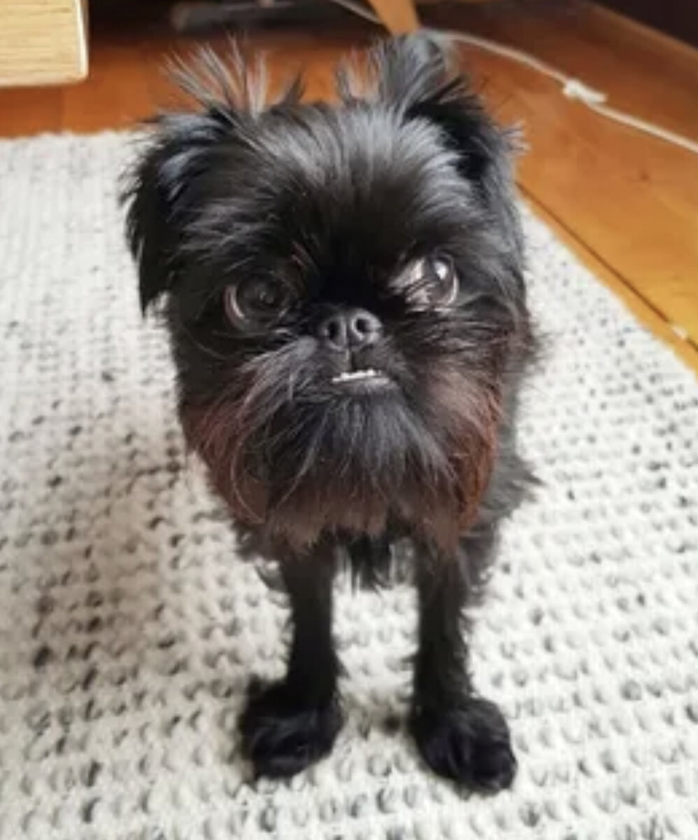 Собаки домовята. Бельгий гриффон. Гриффон бельгийский бородатый. Гриффон бельгийский брюссельский. Бельгийский грифон собака.