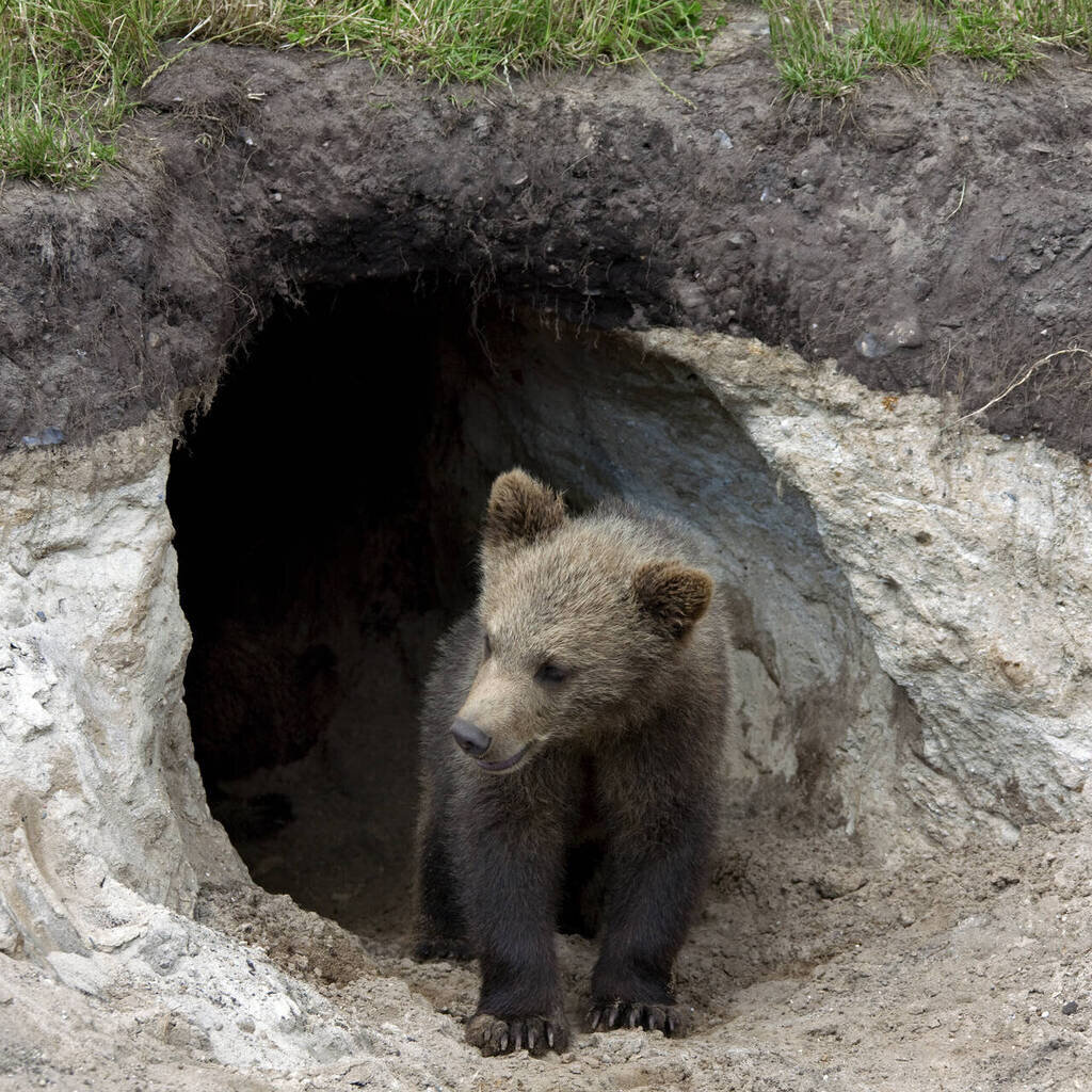    Интересный факт: медвежья берлога не только выполняет функцию зимнего лежбища. Эти животные также выводят здесь потомствоpibig.info
