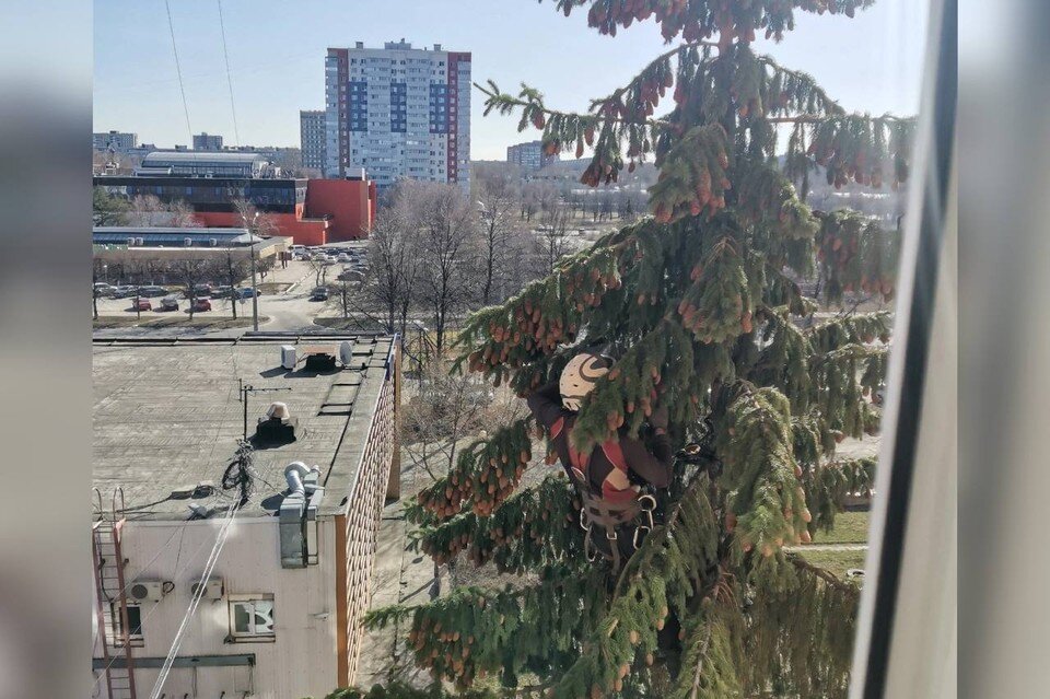    Целые сутки малышка просидела на верхушке ели Предоставлено "КП"