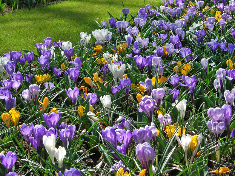    Красивая клумба с крокусами. Сорта 'Jeanne d'Arc', 'Remembrance', 'Fuscotinctus' и 'King of the Striped'. Фото автора