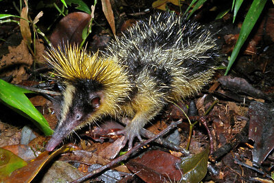    Полосатый тенрек ©Frank Vassen. Flickr: Lowland Streaked Tenrec, Mantadia, Madagascar, CC BY 2.0 Wikipedia.org