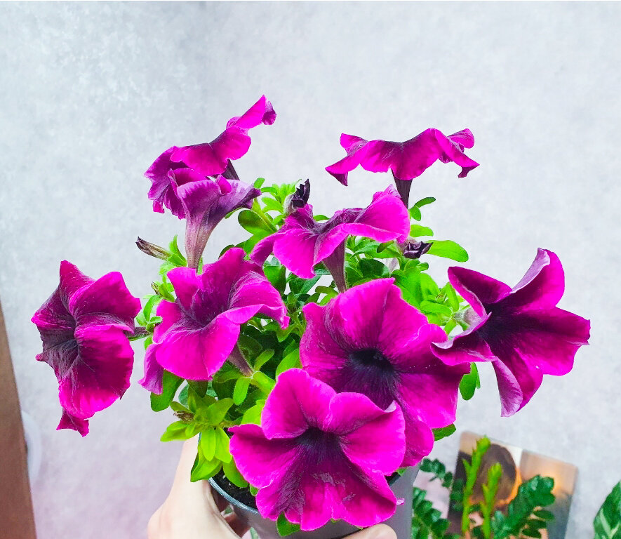 Примерно так обычно выглядят кустики петуний на рынке. Прямо-таки образцово-показательный вариант