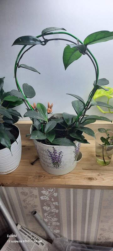 Хойя карноза показала новую точку роста и отращивает еще несколько листьев 👉👉