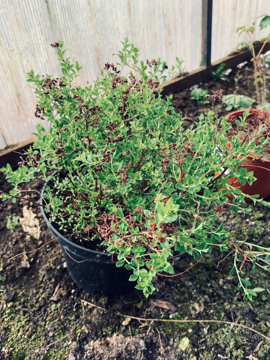 Спирея Нана, купленная в Плантмании.