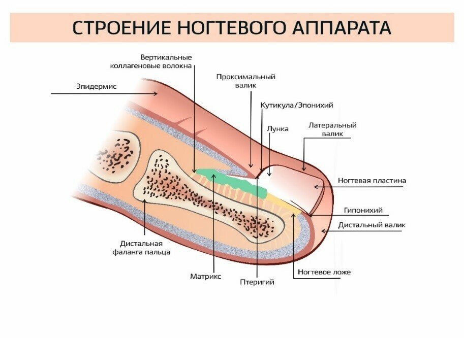 Взято из открытых источников