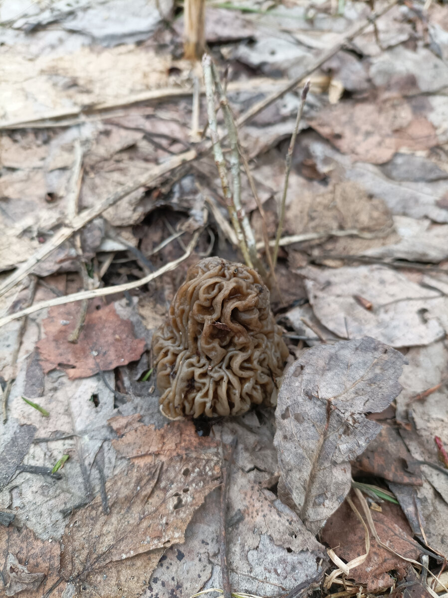 Первый в 2023