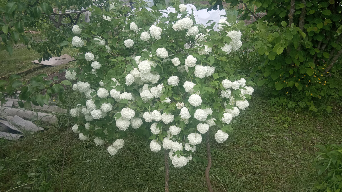 Красавица  калина Бульденеж