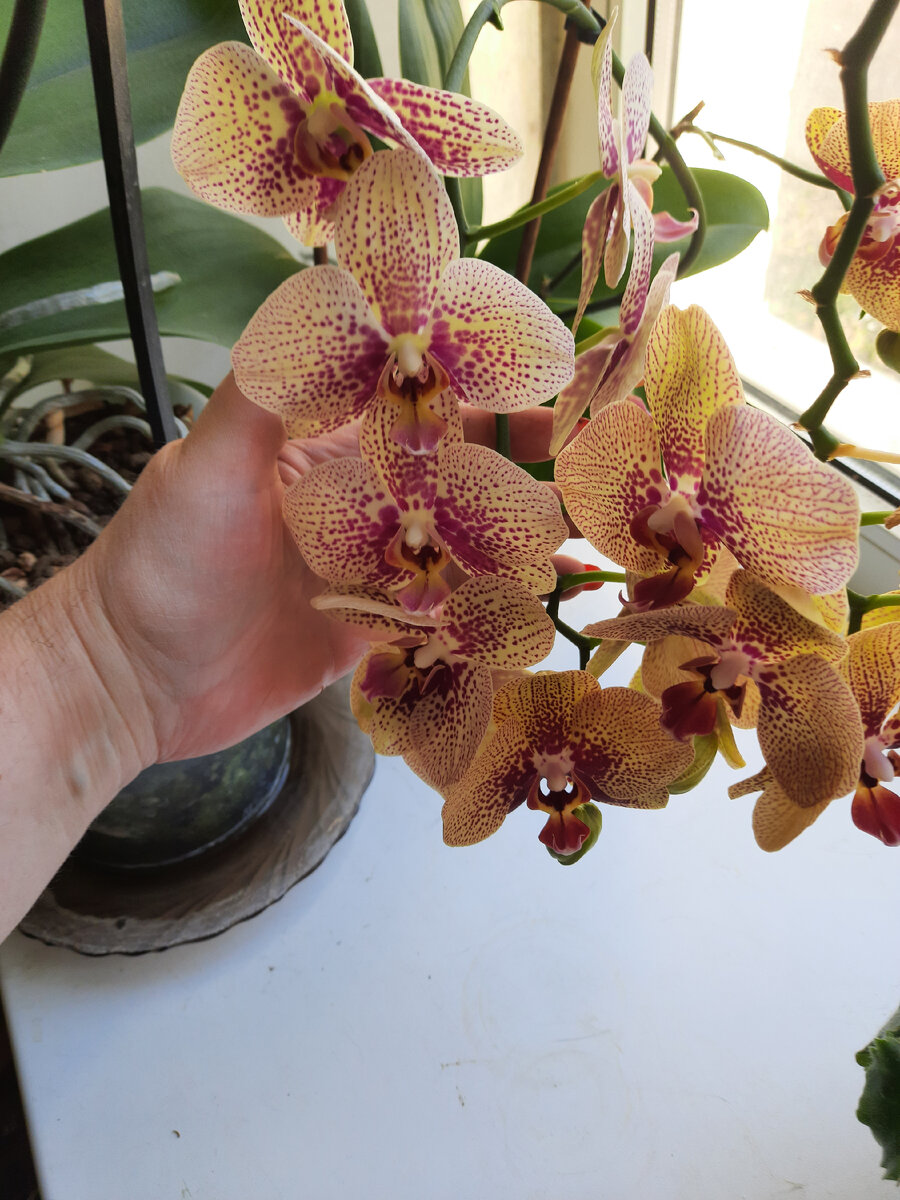 Чародей уже на второй год пошел в своем цветении.