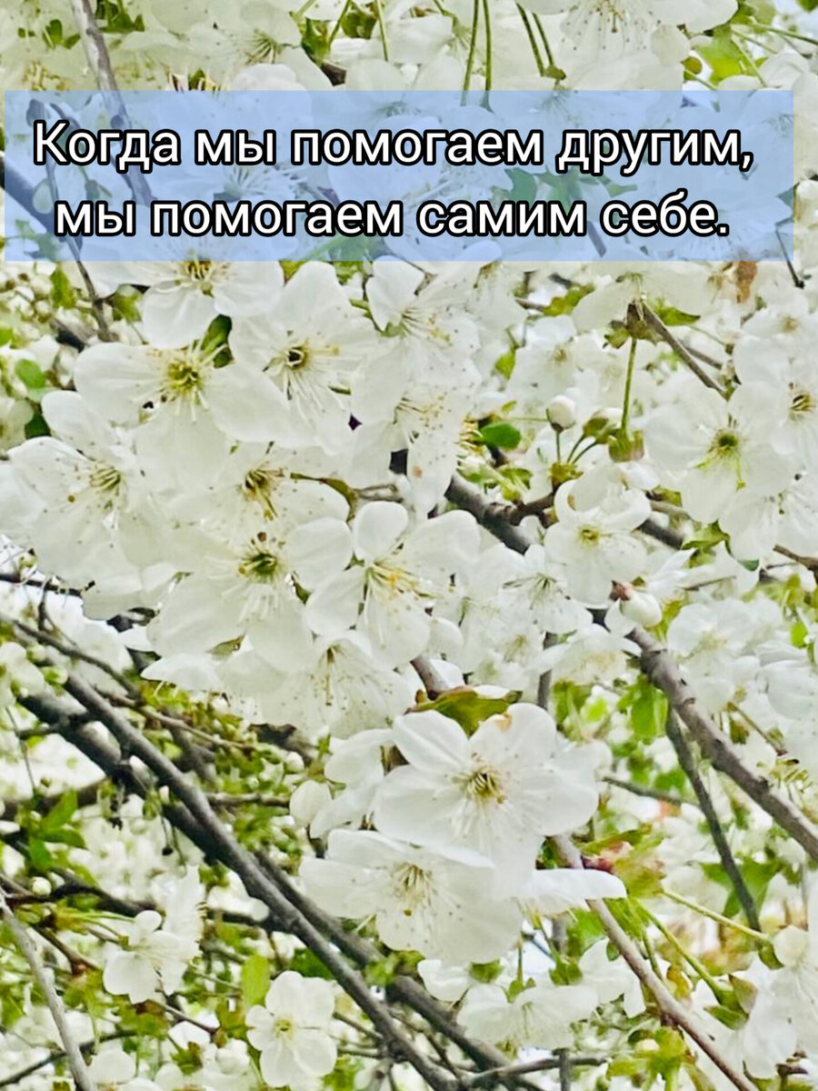 Сады цветут в Пятигорске