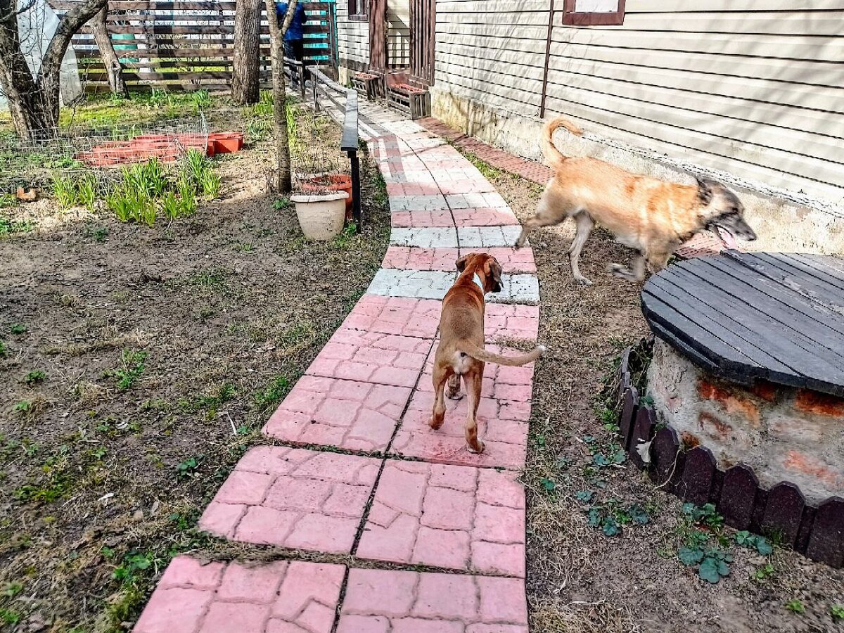 Дорожка из тротуарной плитки созданная простейшим методом - положил и готово.