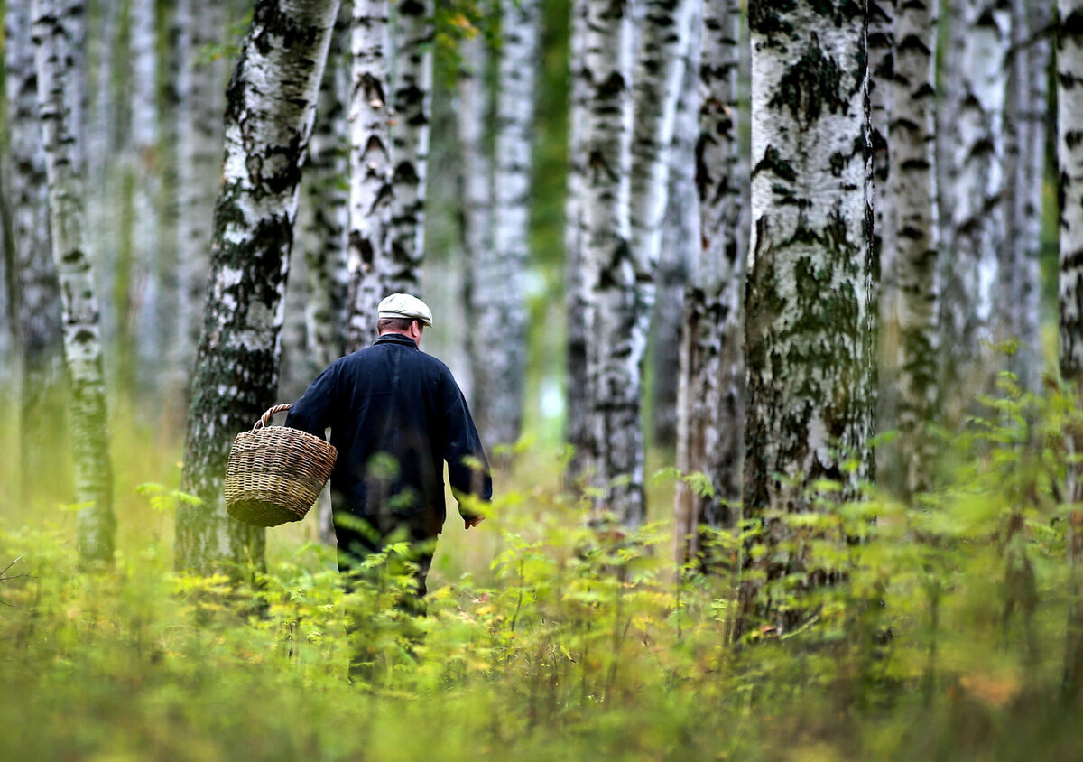 Грибник в лесах Ивановской области. Фото: Владимир Смирнов / ТАСС