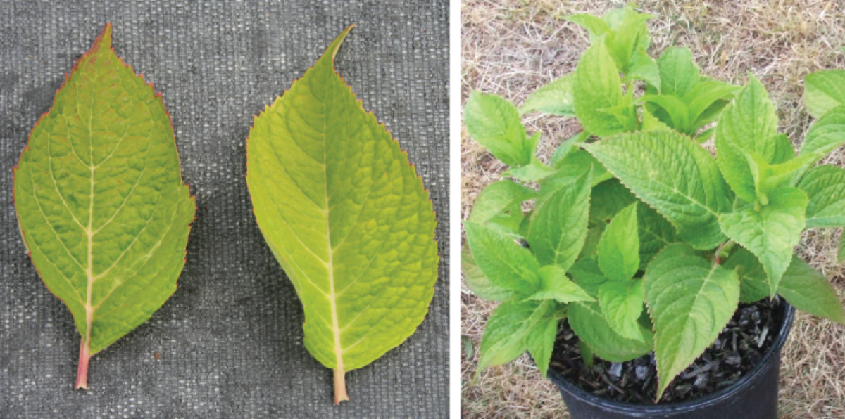 Дефицит азота проявляется пожелтением листвы (источник фото: nurserymag.com)