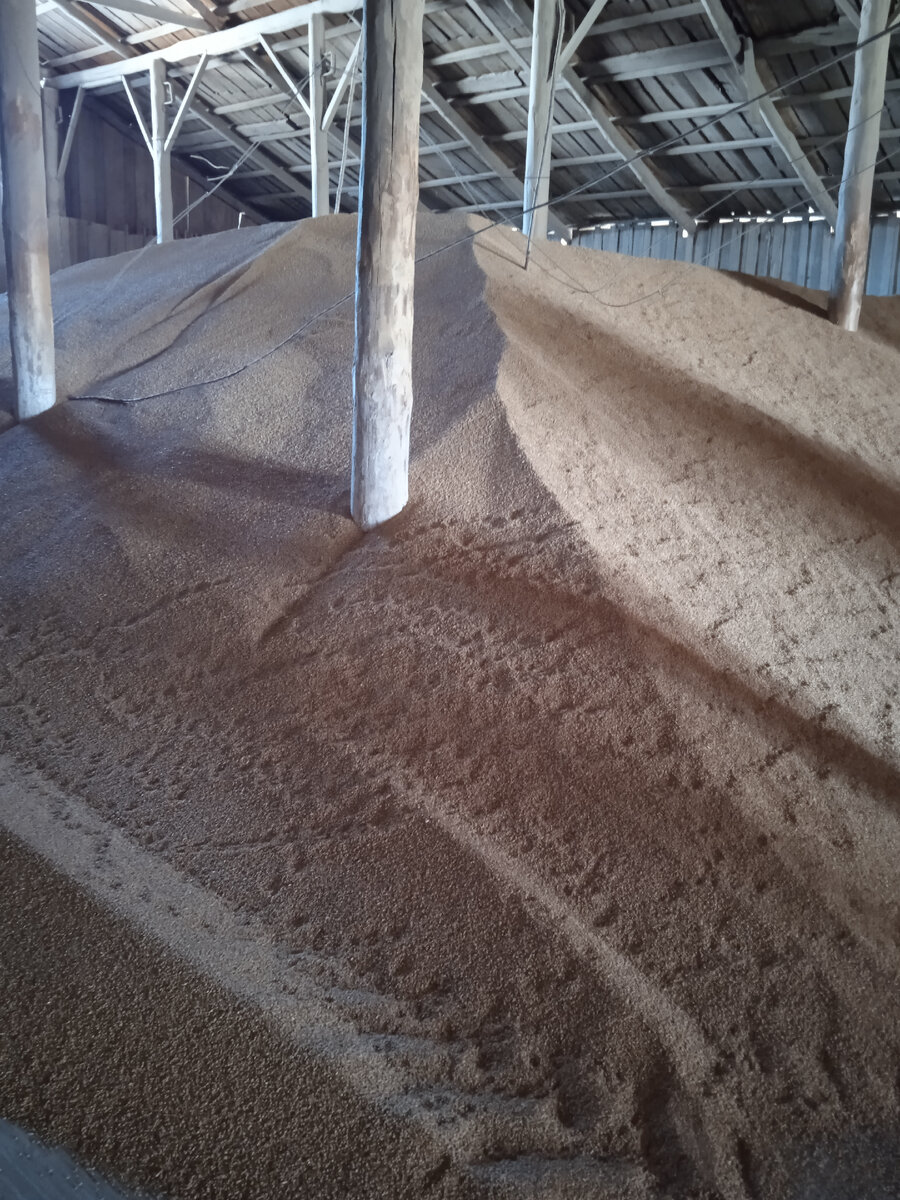 Одно зёрнышко из этой кучи может дать со временем большой урожай. Такая куча пшеницы накормит много людей. Моя ассоциация с командой🤗