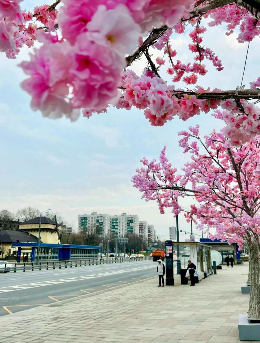 В Москве почему-то зацвела сакура... Какое может быть объяснение этому явлению?