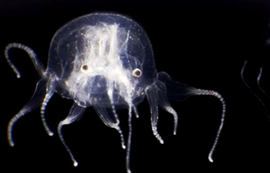    В Гонконге обнаружили сверхъядовитую кубомедузу с 24 глазами