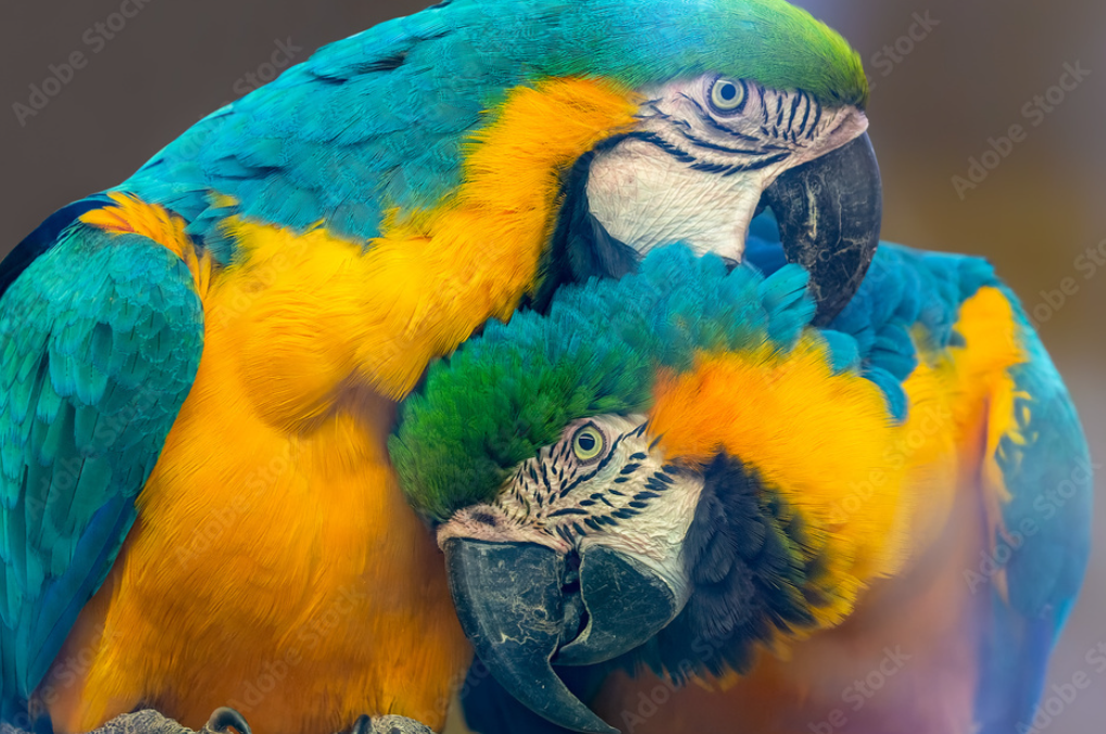 Верность - это основа отношений, это аскеза. Попугаи-неразлучники