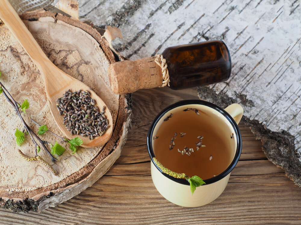    Березовые почки — ценное лечебное сырье