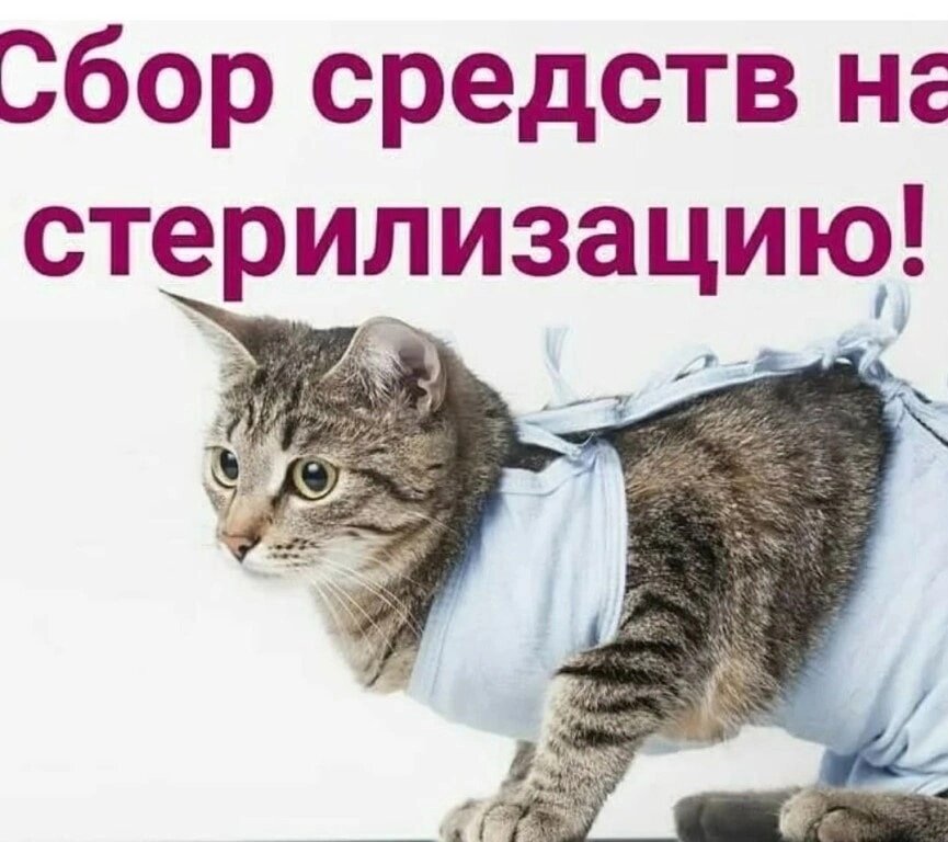 Стерилизация кошки картинки