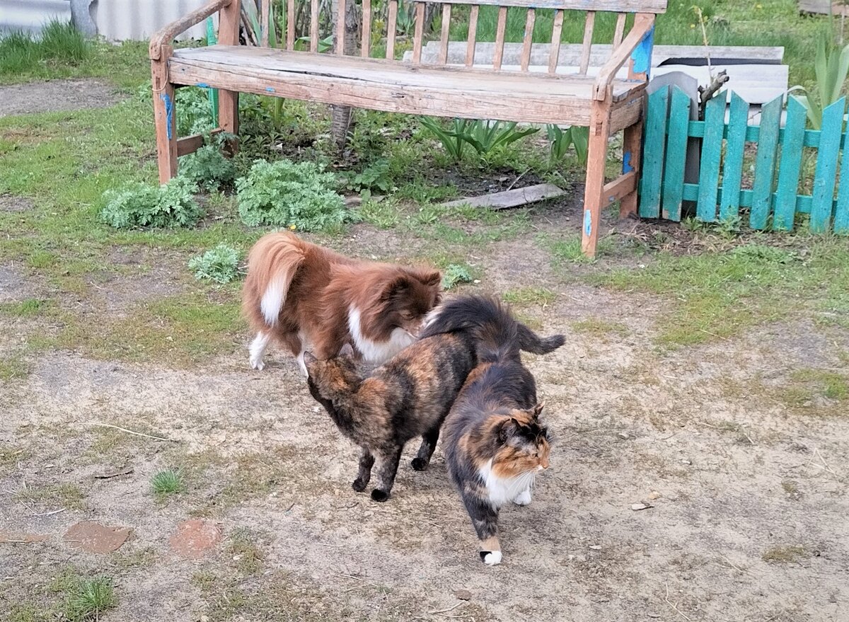 Темная часть населения...