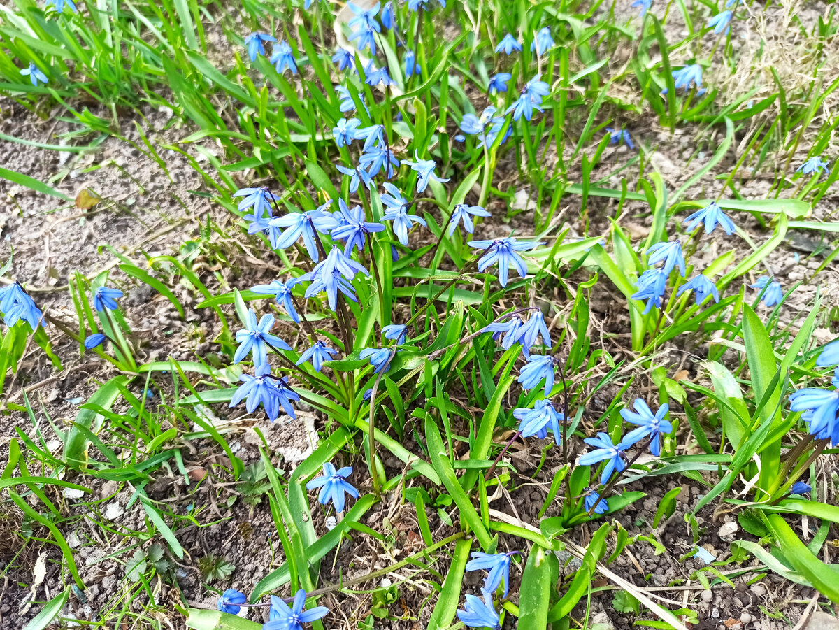 Фото автора. Пролески