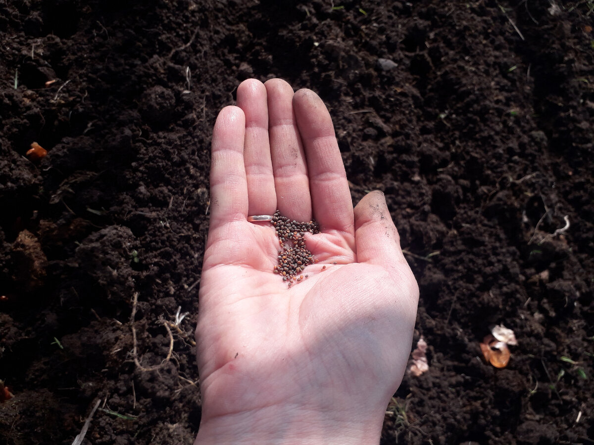 Семена. Галерею можно листать