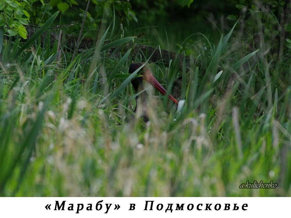 Самый первый снимок черного аиста в Приокско-Террасном заповеднике.