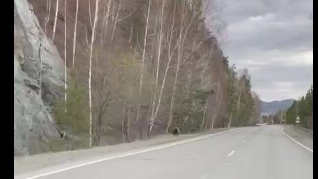     На дороге из Саяногорска в Черемушки заметили медведя. Он выбежал на дорогу, а при приближении машины скрылся среди деревьев.