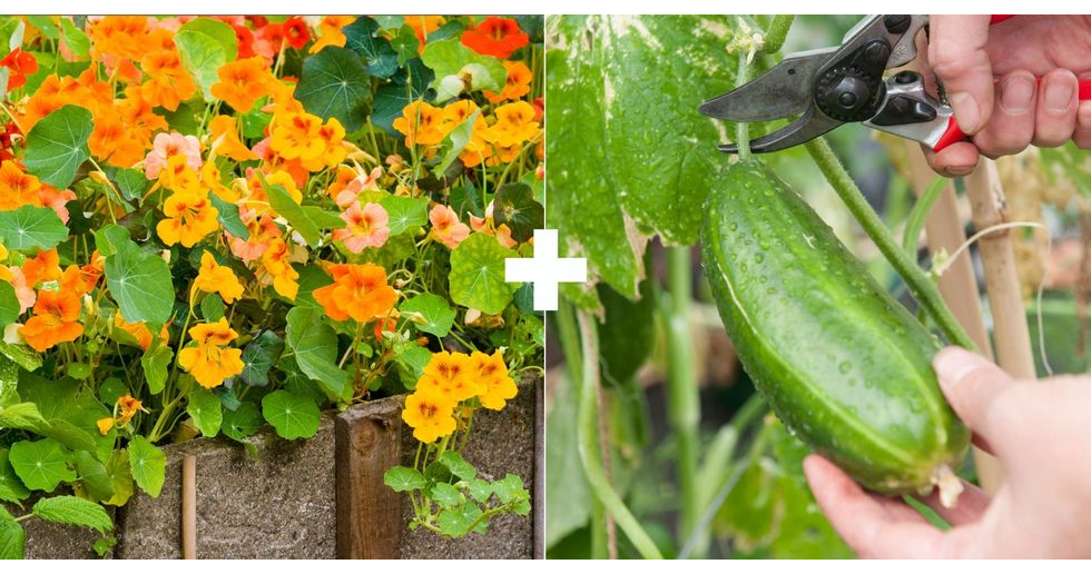 настурция и огурец