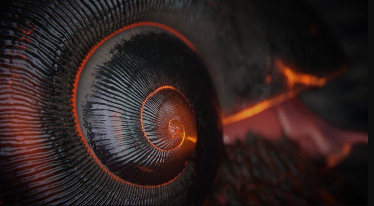    Огненная хемиплекта является самой красивой улиткой в мире