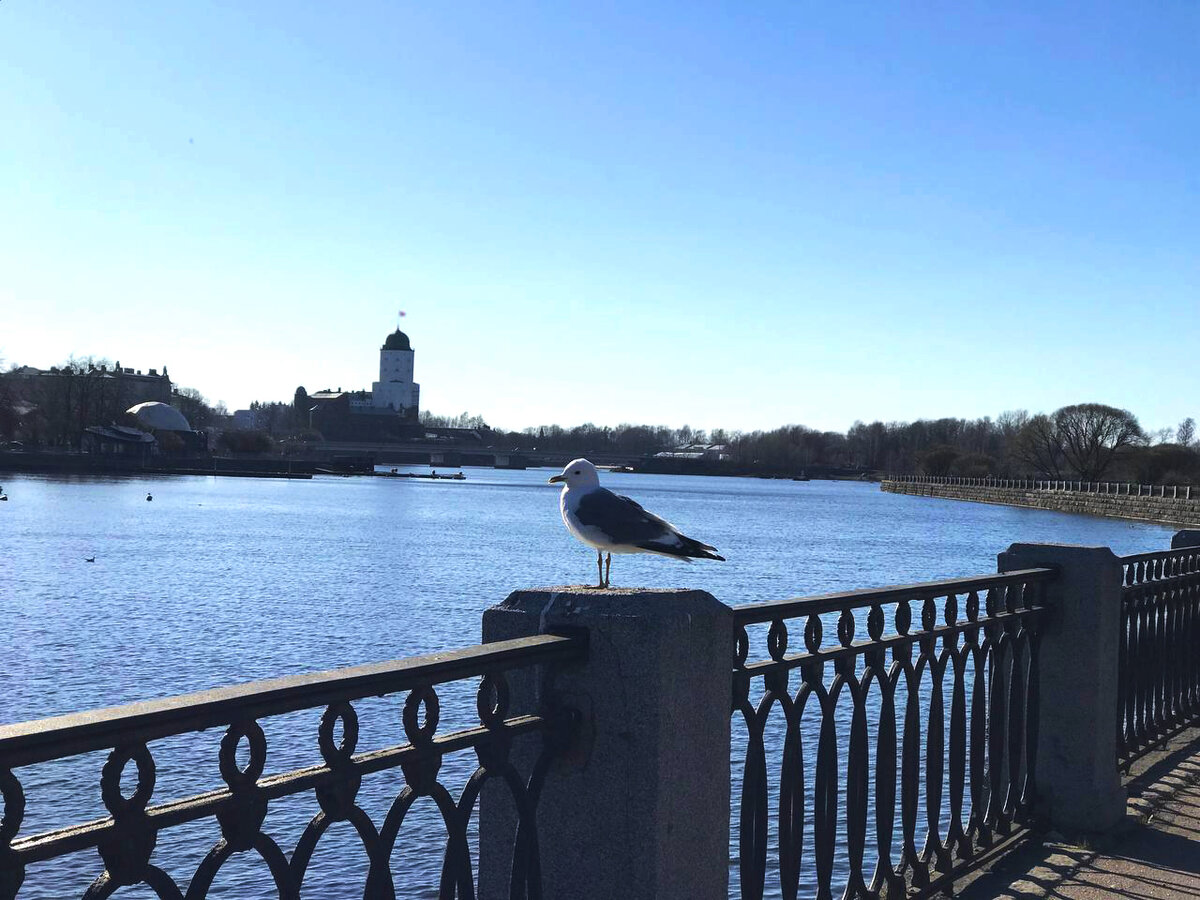 Выборгский замок можно сфотографировать с разных ракурсов - кому как больше нравится