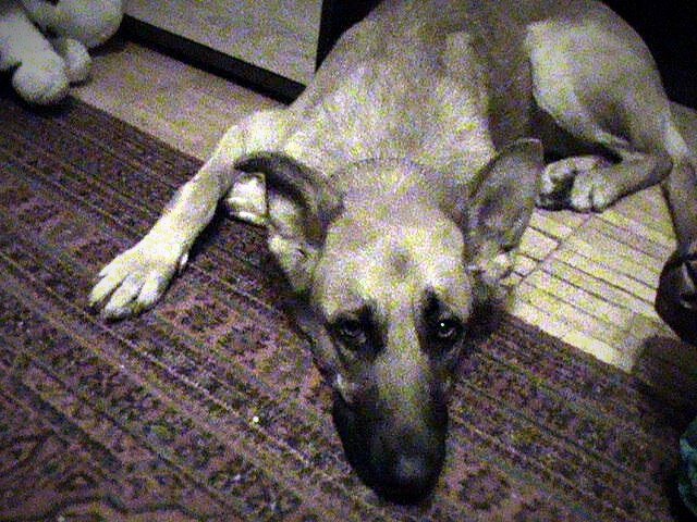 Джулия. Спасена с улицы моей мамой. Живёт у нее дома