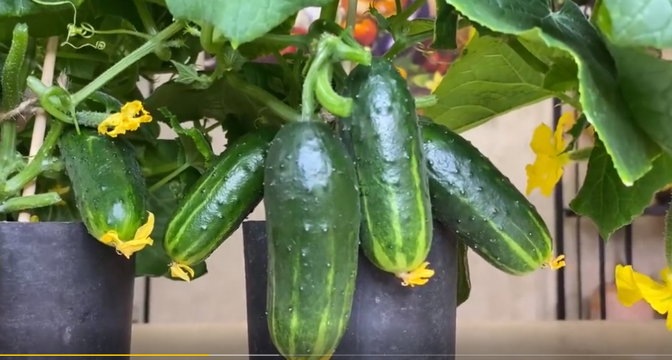 Источник: https://yandex.ru/video/preview