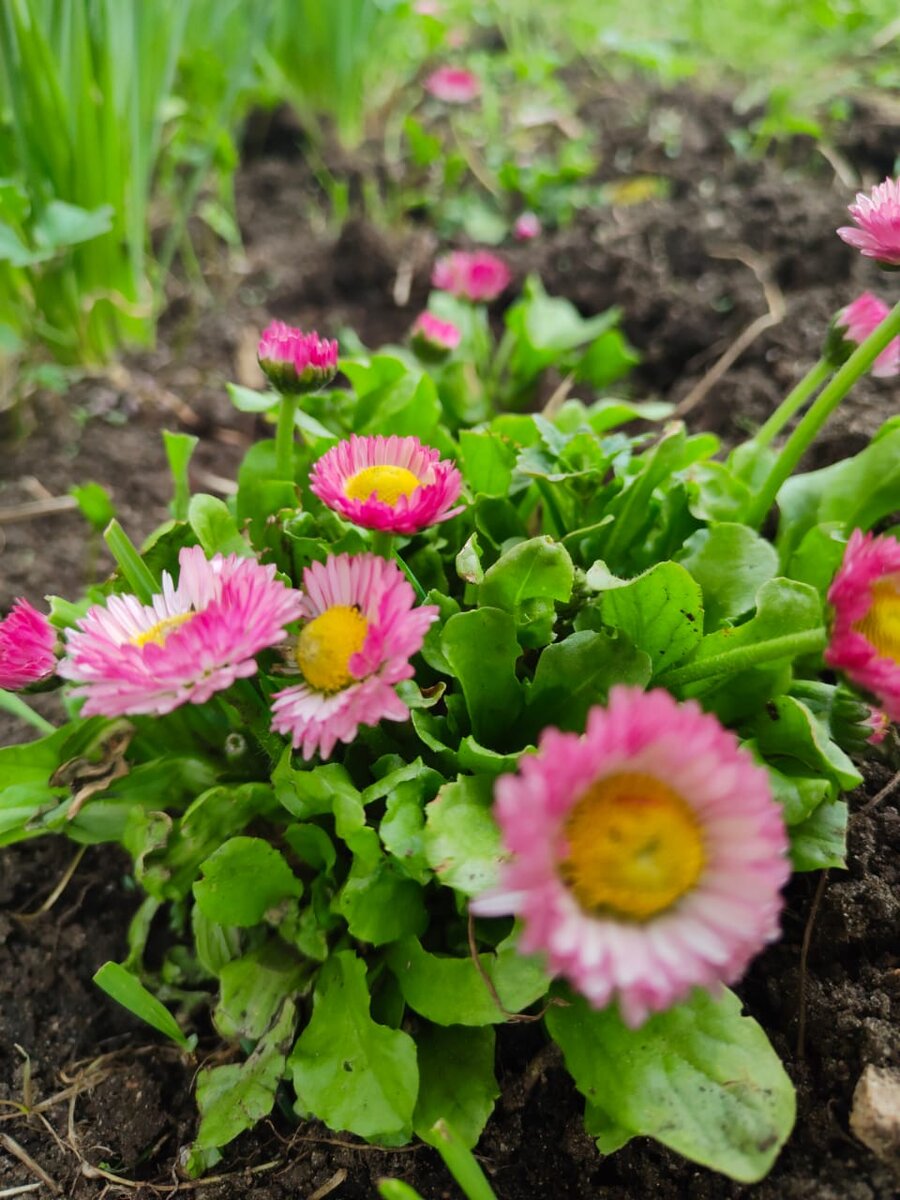 Фото автора "Маргаритка"