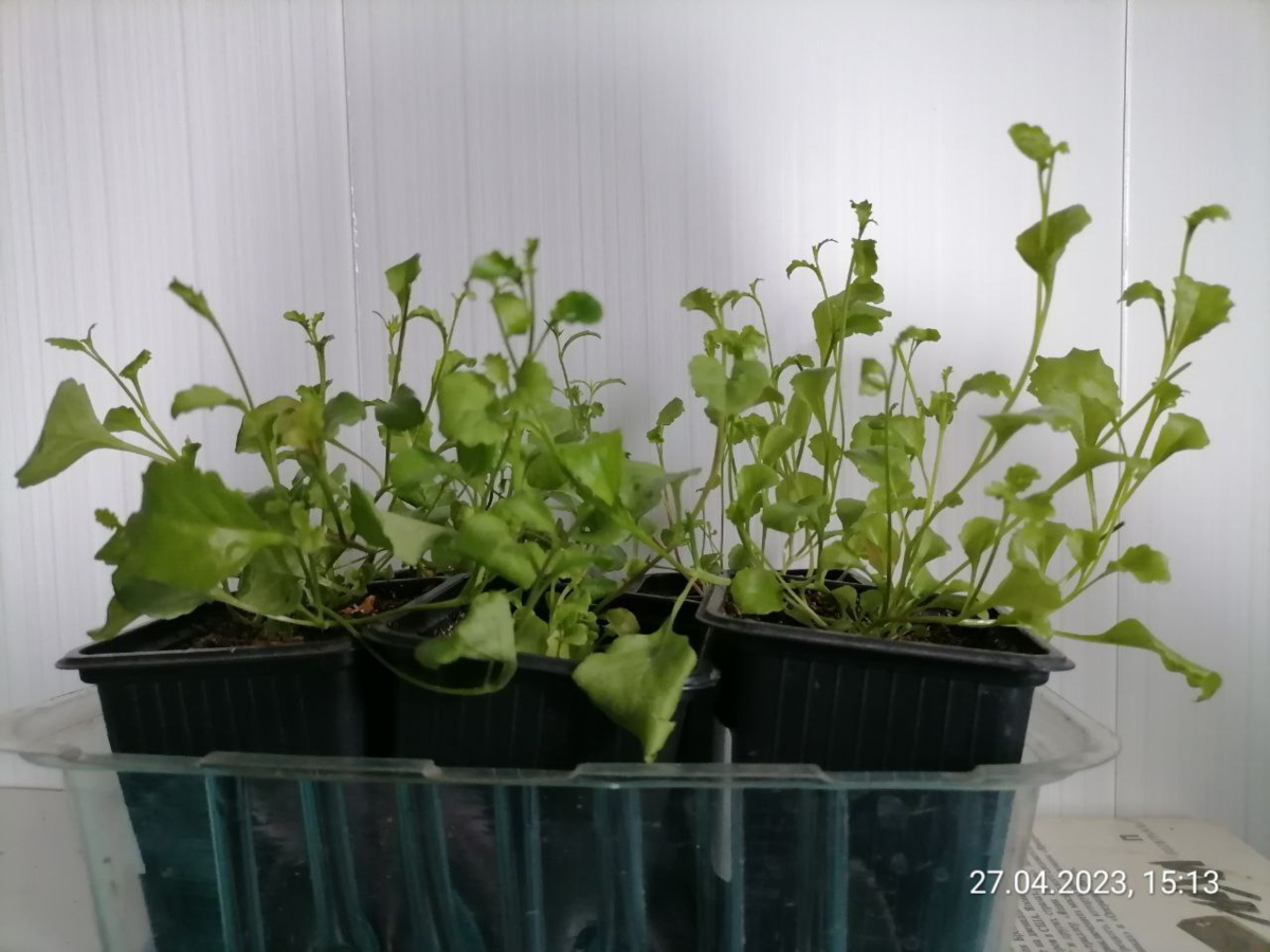 Рассада лобелии в конце апреля