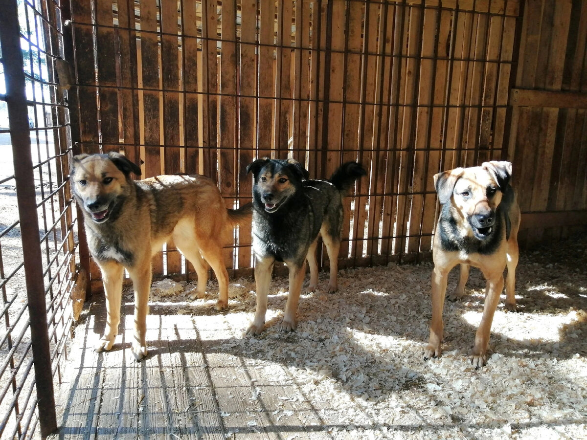 Молодые, здоровые  , социализированные.  Приходится  молодые годы  проводить в  приюте